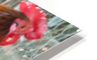 Roosters HD Metal print
