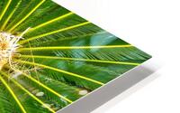 Sago Palm HD Metal print