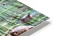 White Silk Floss Tree  HD Metal print