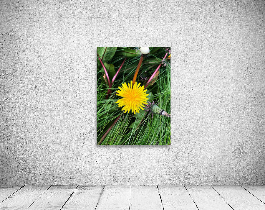 Magellan Daisy Wall Preview