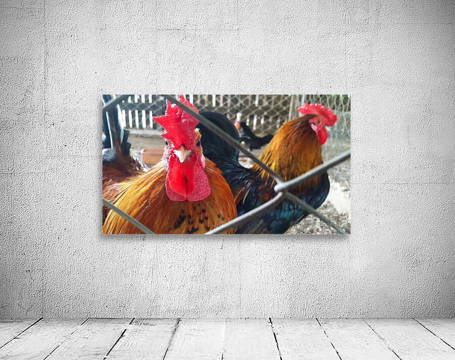 Roosters Wall Preview