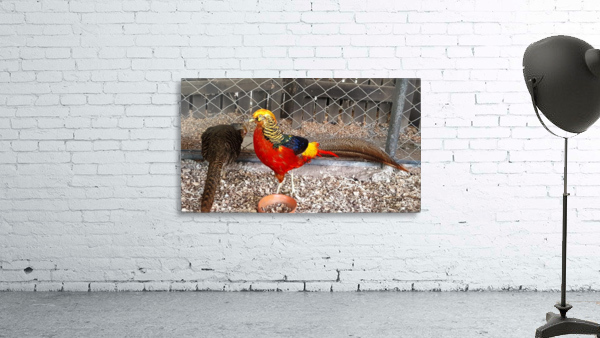 Golden Pheasant Wall Preview