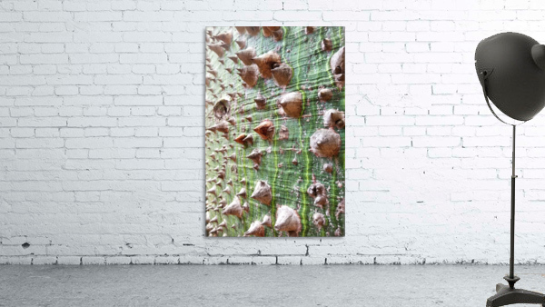 White Silk Floss Tree  Wall Preview