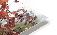 Feuillage automne HD Metal print