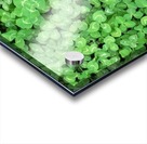 Clovers Acrylic print
