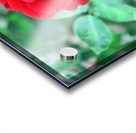 Red Rose Wall Portrait Acrylic print