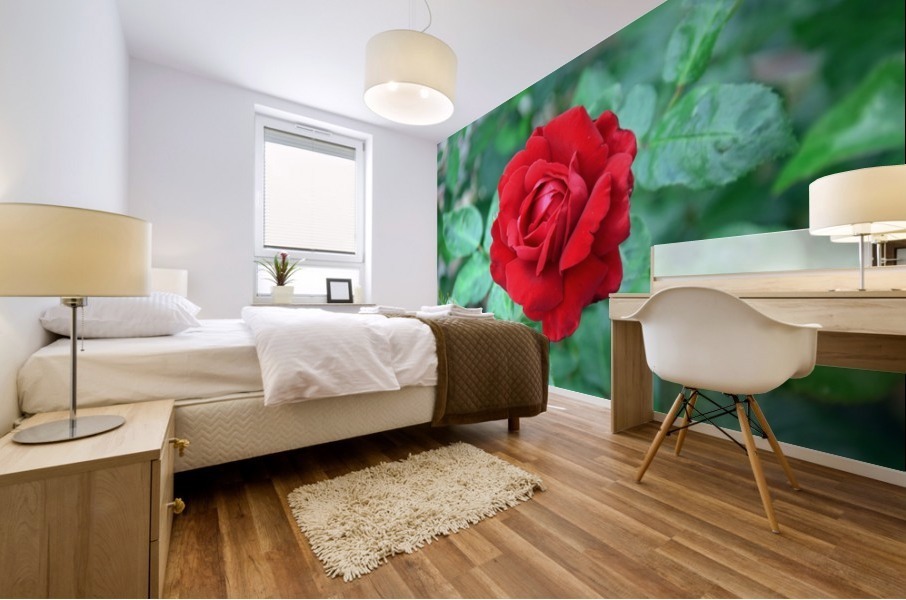 Red Rose Wall Portrait Mural print