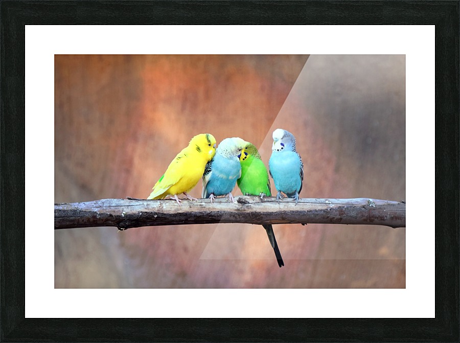 Flirting Parakeets Picture Frame print