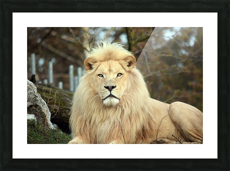 White Lion Resting Picture Frame print