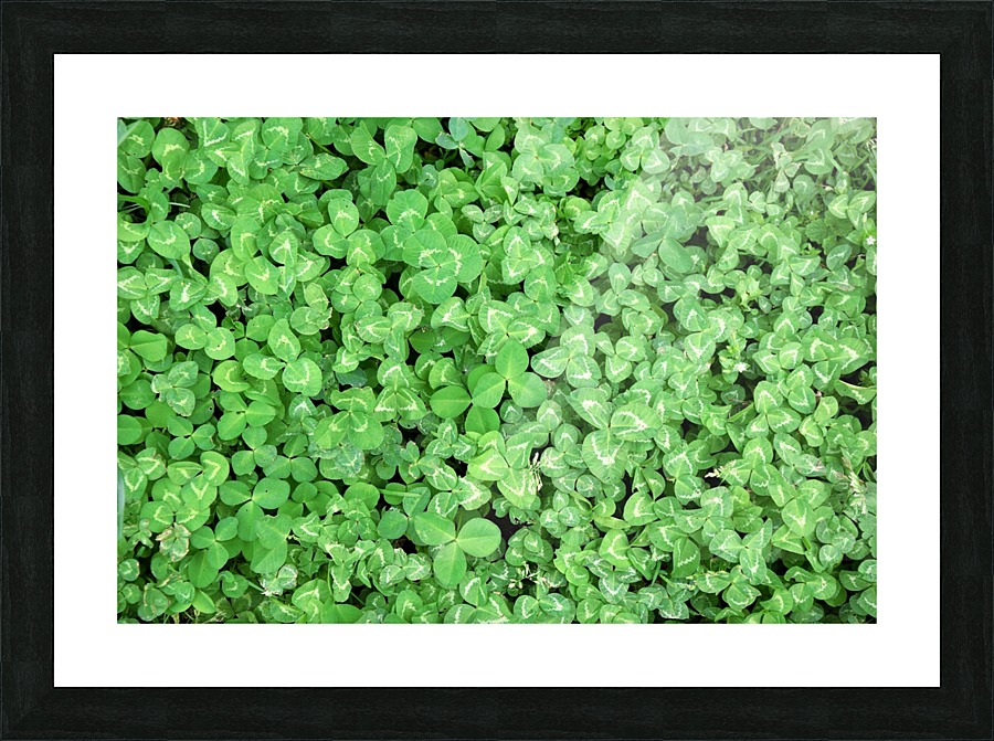 Clovers Picture Frame print