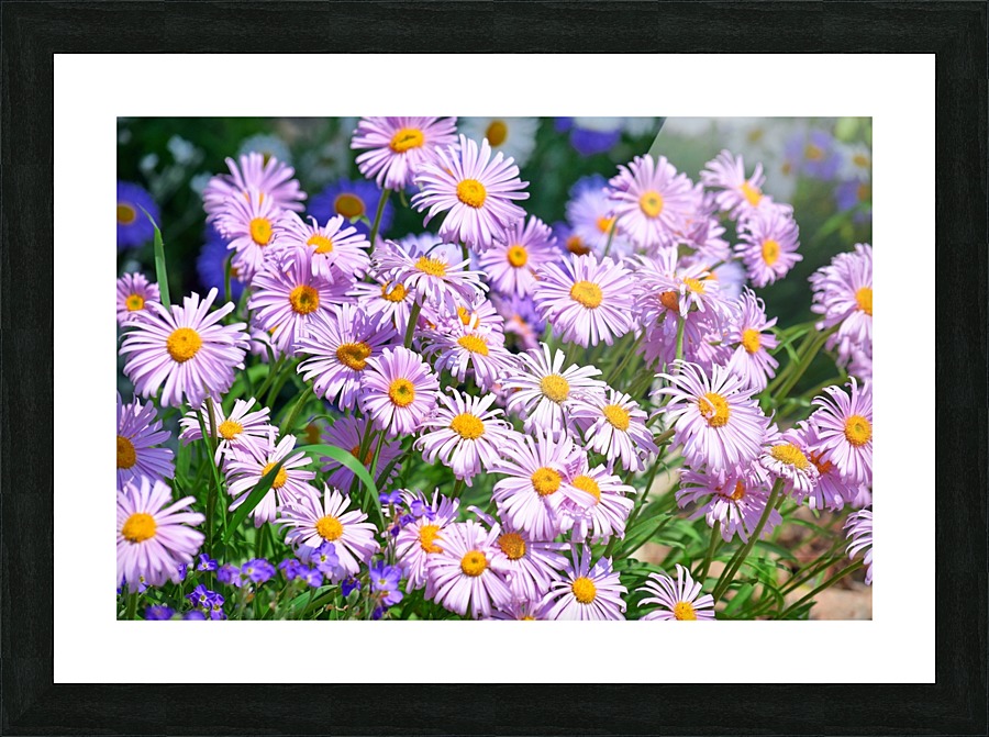 Daises Pink Flowers Picture Frame print