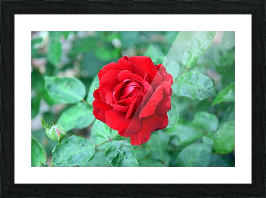 Red Rose Wall Portrait Picture Frame print