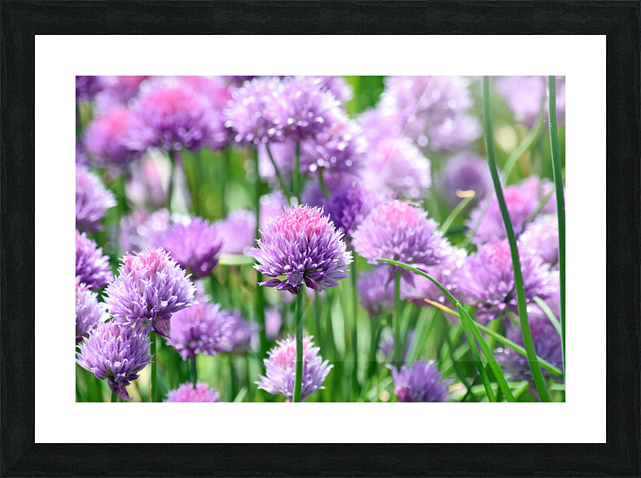 Colorful Chives Picture Frame print