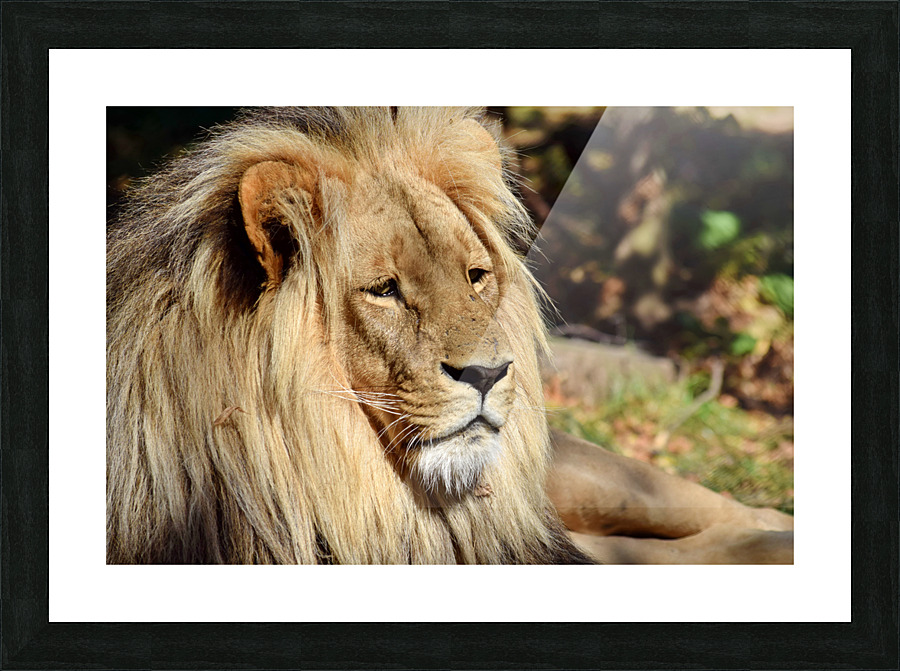 Lion Portrait Picture Frame print
