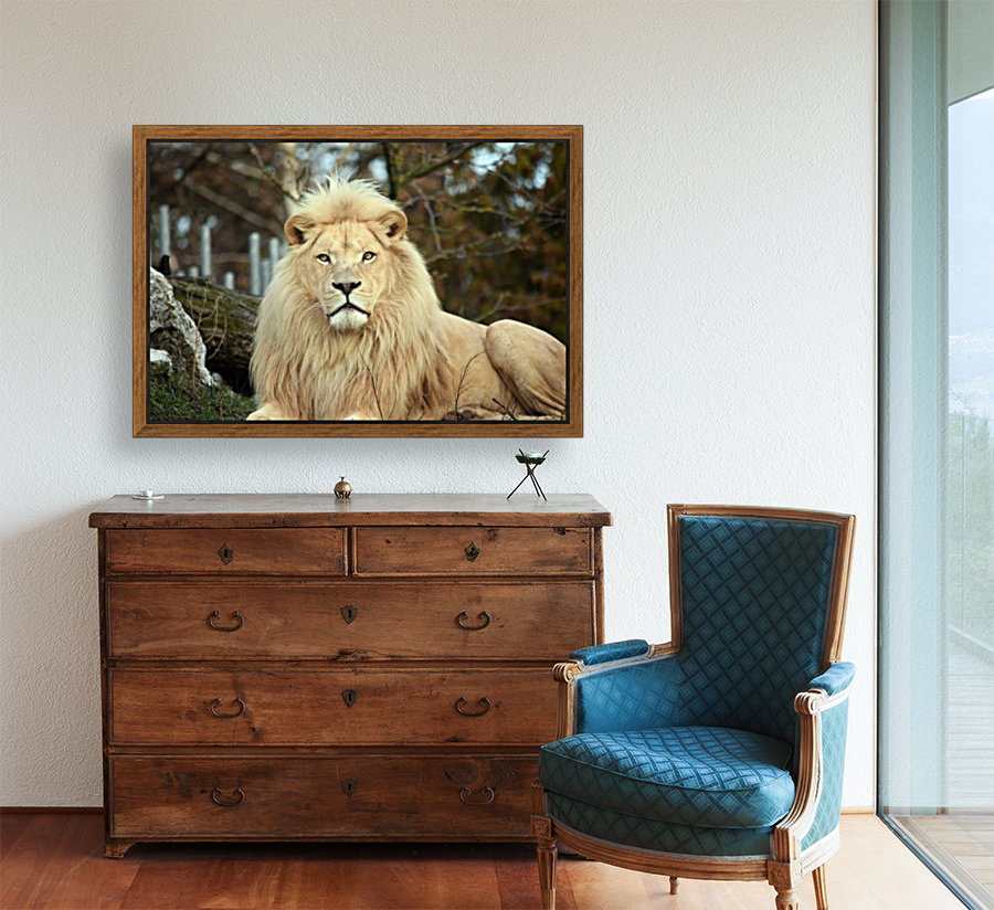 White Lion Resting Reproduction