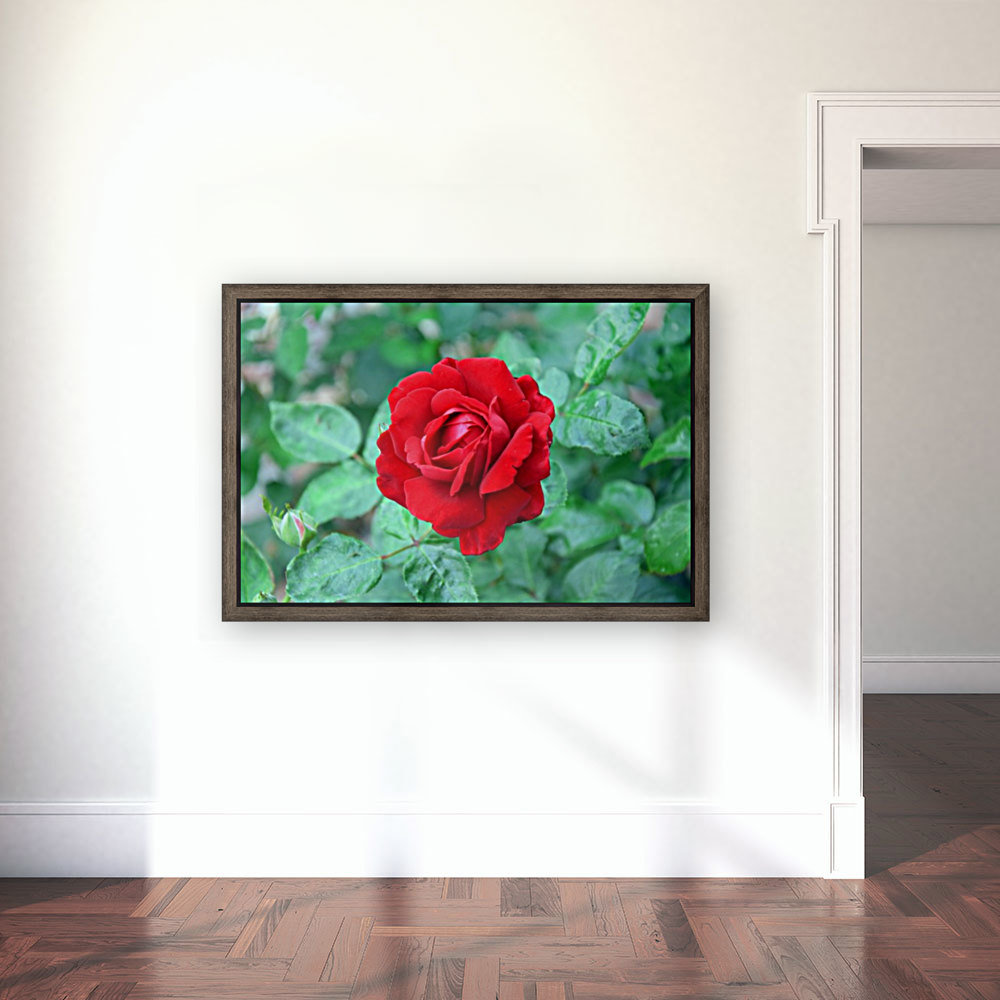 Red Rose Wall Portrait Reproduction