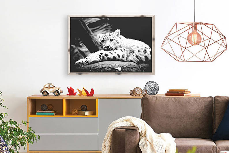 Snow Leopard Baby by Kikkia Jackson