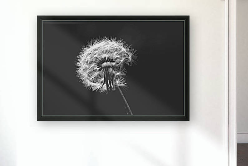 Fragility of Dandelion Wall Art Decoration by Kikkia Jackson