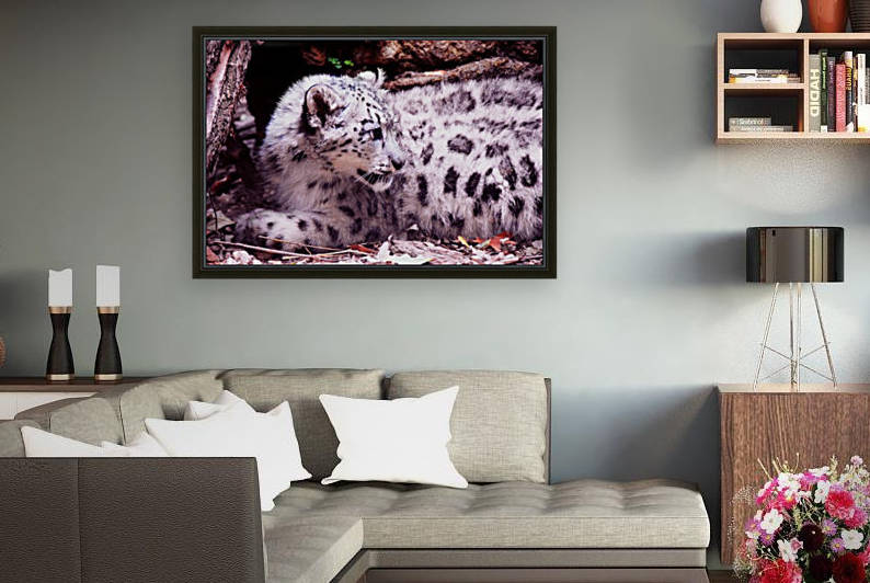 Cute Snow Leopard Baby by Kikkia Jackson