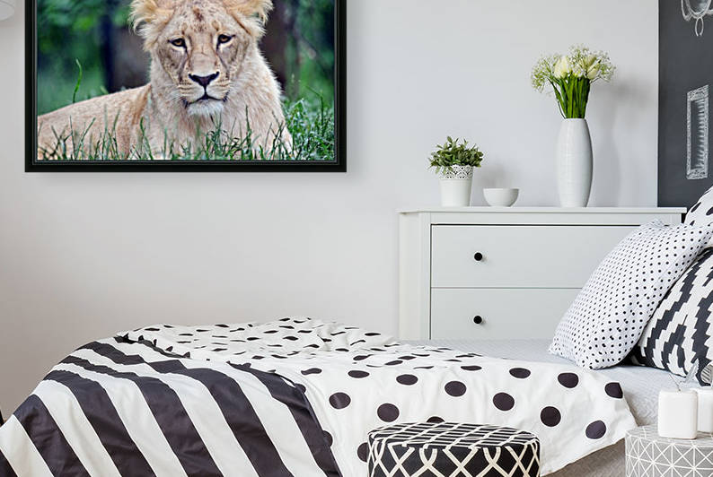 Cute Portrait of Katanga Lioness  by Kikkia Jackson