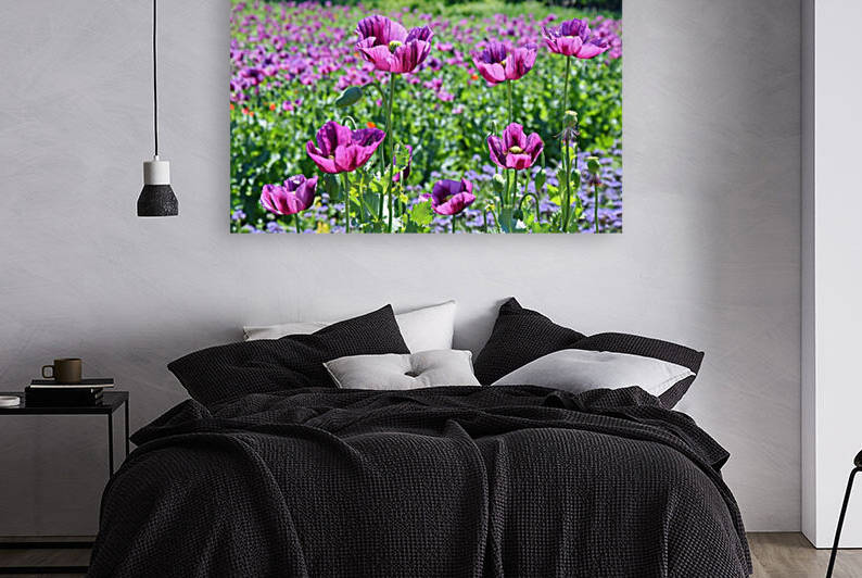 Violet Poppy Field by Kikkia Jackson