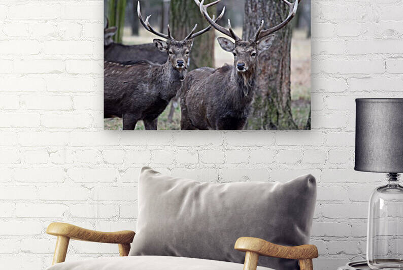Couple of Two Dybowskii Deer Couple Portrait in Winter  by Kikkia Jackson