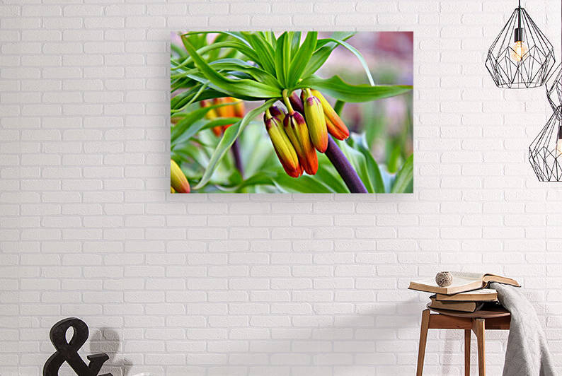 Orange Bulbeous Flower Crown Imperial Fritillaria Imperialis Buds by Kikkia Jackson