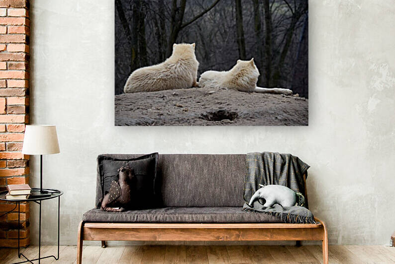 Couple of White Arctic Wolf Lying on Hill by Kikkia Jackson