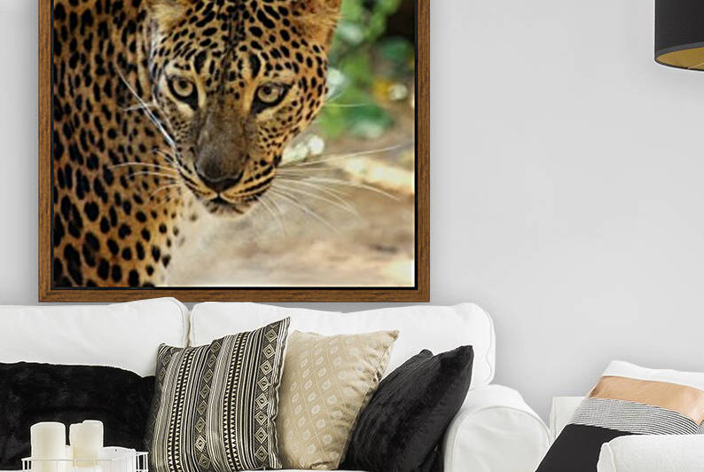 Sri Lanka Leopard Portrait by Kikkia Jackson