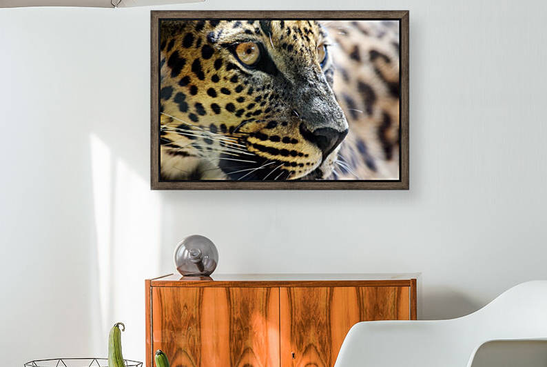 Sri Lankan Leopard Head Close up Portrait  by Kikkia Jackson