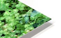 Clovers HD Metal print