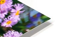 Daises Pink Flowers HD Metal print