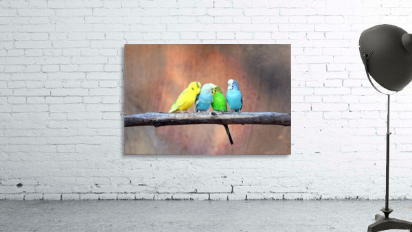 Flirting Parakeets Wall Preview