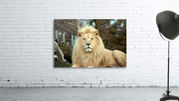 White Lion Resting Wall Preview