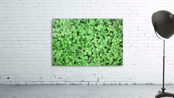 Clovers Wall Preview