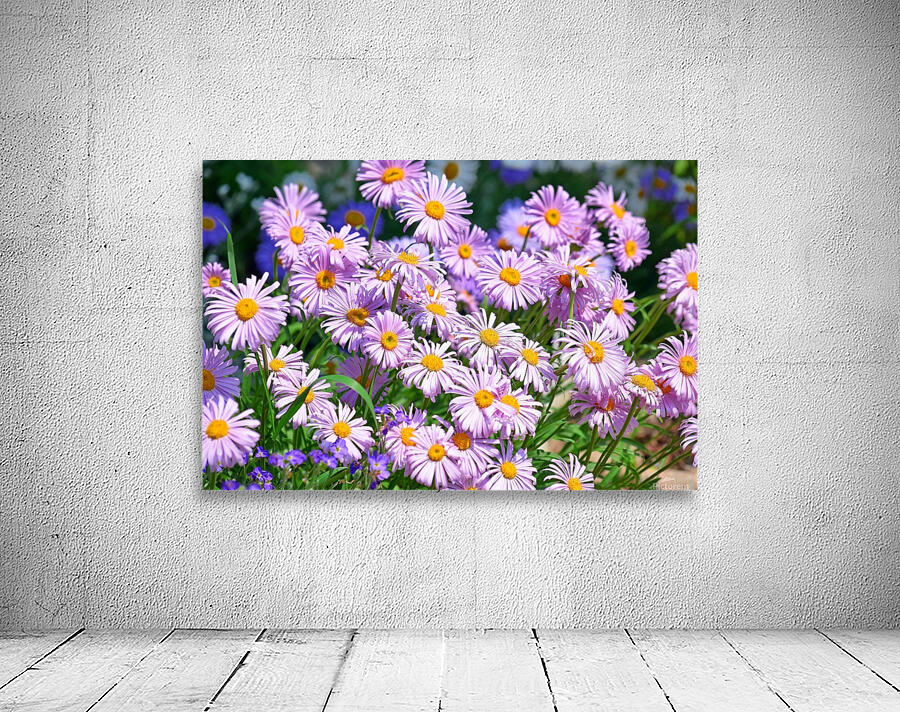 Daises Pink Flowers Wall Preview