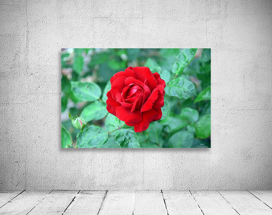 Red Rose Wall Portrait Wall Preview