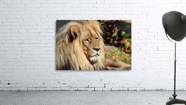 Lion Portrait Wall Preview
