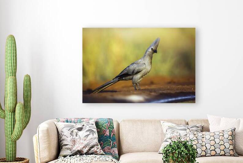 Grey go away bird on natural background by PACO COMO