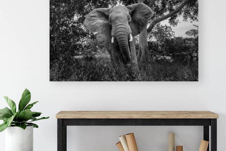 African bush elephant charging  by PACO COMO
