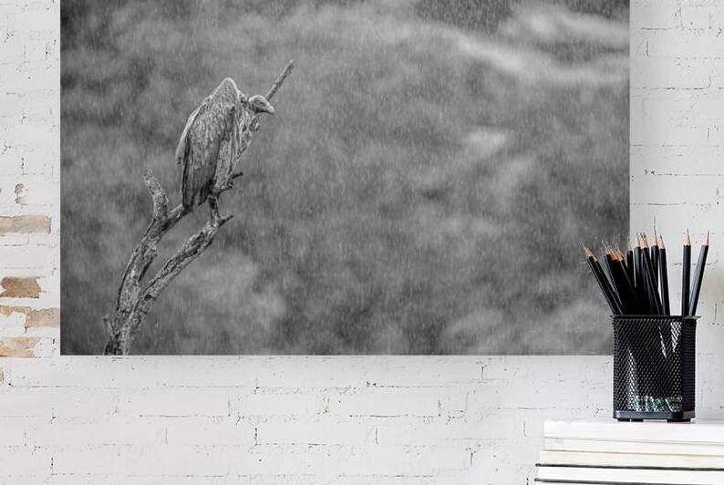 White backed vulture in the rain by PACO COMO