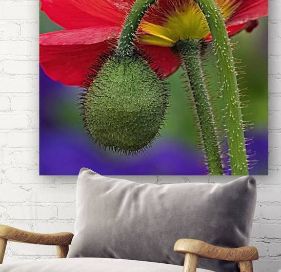 Popping Poppies by Jane Selverstone