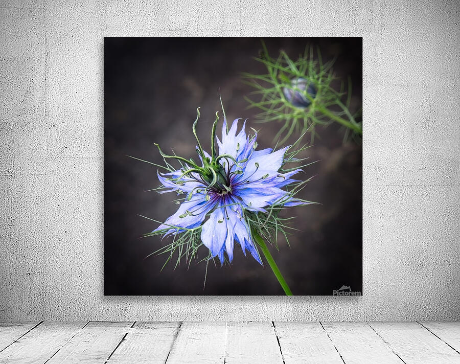 Nigella blossom Wall Preview