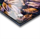Ducks in Motion Acrylic print