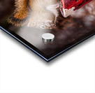 Squirrel and Santa Acrylic print