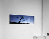 Crows Nest Limber Pine Acrylic Print