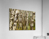 Popular Trees Acrylic Print