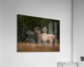 Bugling Elk Acrylic Print