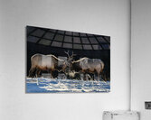 Dueling Elk Acrylic Print