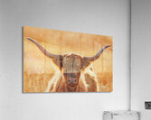 Highland Cow Acrylic Print